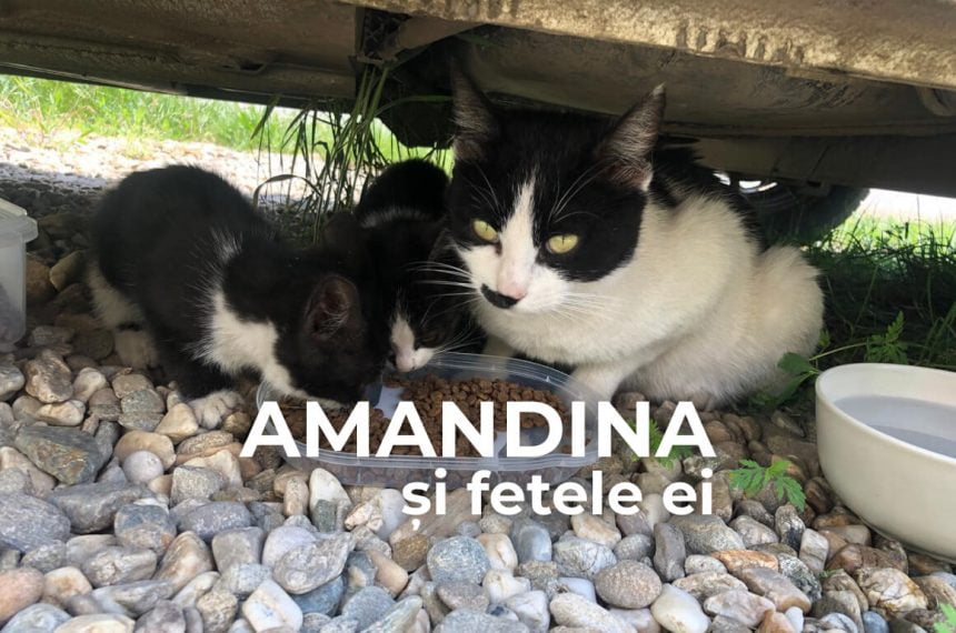 abj_Fundraiser_Cover_amandina-2 Vaccinări și întreținere pentru pisica Amandina și fetele ei